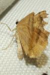 Camptogramma bilineata