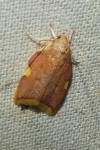 Carcina quercana