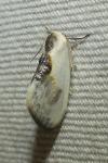 Cilix glaucata