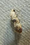 Cochylis posterana