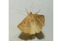 Crocallis elinguaria