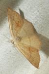 Cyclophora punctaria