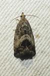 Cydia splendana