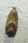 Cydia splendana