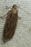Depressaria