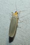 Eilema caniola