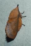 Gastropacha quercifolia