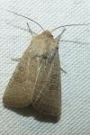 Hoplodrina ambigua