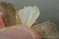 Hoplodrina ambigua