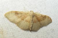 Idaea degeneraria