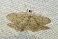 Idaea seriata