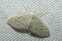 Idaea subsericeata