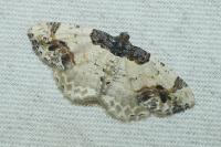 Ligdia adustata