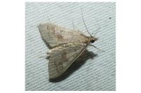 Mecyna asinalis