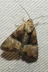 Mesoligia furuncula