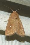 Mythimna albipuncta