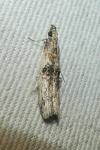 Nephopterix angustella