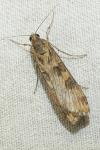 Nomophila noctuella