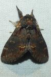 Notodonta dromedarius