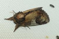 Notodonta ziczac