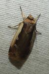Ochropleura plecta