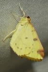 Opisthograptis luteolata