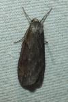 Pachycnemia hippocastanaria