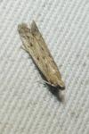 Phycitodes