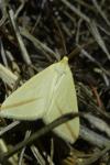 Rhodometra sacraria