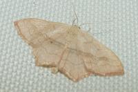 Scopula imitaria