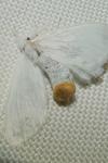 Sphrageidus similis