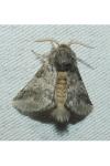 Thaumetopoea processionea