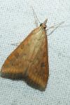 Udea ferrugalis