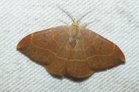 Watsonalla binaria