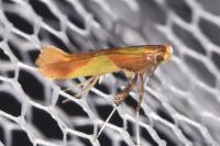 Caloptilia alchimiella
