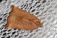Archips podana
