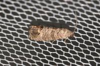 Cydia pomonella