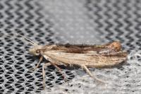 Ypsolopha scabrella