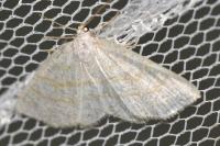 Cabera exanthemata