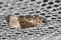 Apotomis betuletana