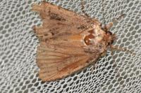 Amphipyra berbera/pyramidea