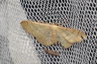 Idaea aversata