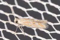 Ptocheuusa paupella