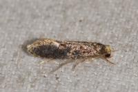 Monopis laevigella/weaverella