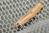 Agriphila inquinatella