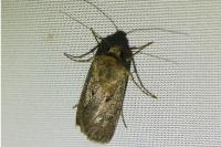 Agrotis exclamationis