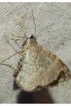 Xanthorhoe ferrugata/spadicearia