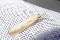 Agriphila inquinatella