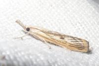 Agriphila inquinatella