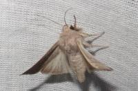 Hoplodrina ambigua